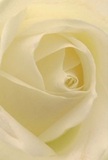 Step into the serene embrace of this cream-white rose, its petals opening in delicate succession as if echoing the quiet charm of Egham's village gardens at dawn. The close perspective highlights the intricate spiral and layered forms, each petal fine and creamy, barely touched by the faintest tinge of lemon. Tender shadows rest between the folds, lending a gentle drama and inviting the viewer to sense the soft, cool texture-so like the freshly gathered blooms from Egham's riverside flower stalls. The lighting is warm and ambient, suffusing the entire rose with an understated glow that evokes feelings of tranquillity and hope. Created with meticulous care by local Egham florists, this rose not only symbolises reverence and admiration but also serves as a thoughtful messenger for moments of sympathy or celebration-delivered with an unmistakable local flair to homes and events throughout Egham. The subtle, calming fragrance lingers in the mind, a signature of true floral artistry woven into every petal and arrangement from the heart of the community.